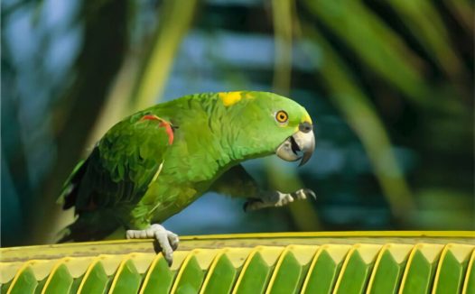 黄冠亚马逊鹦鹉身份信息