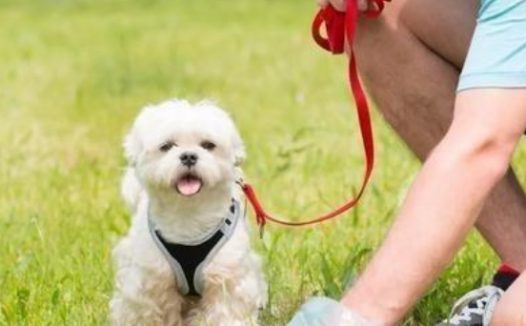 沈阳一女子宠物狗在电梯里方便，后面做法令人暖心，网友：榜样