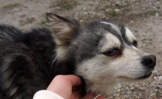 被遗弃在深山的狗狗,瘦骨嶙峋以草为食,依然在原地等主人回来