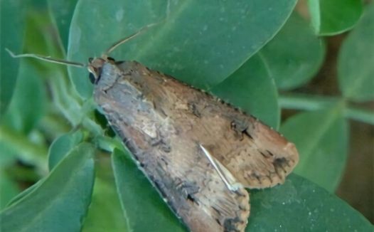 黄地老虎身份信息