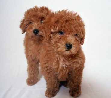 上海一家宠物店出售“星期狗”多位市民受骗