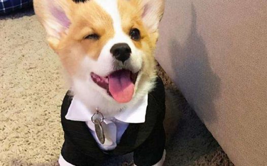 酒精打入狗体内 | 兽医给小狗注射60度伏特加,救了狗狗一命