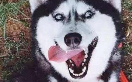 二哈和柴犬谈恋爱,结果生下了这萌货,主人很欢乐,二哈却很懵圈