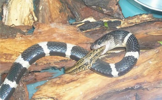 银环蛇身份信息