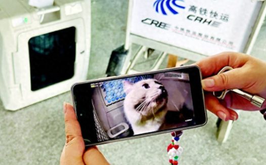 宠物猫狗可以坐高铁了！大连到北京宠物走一趟“车票”360元