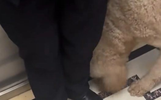 男子电梯里对着巨贵喊了一声“立正”，狗子立马端正坐好