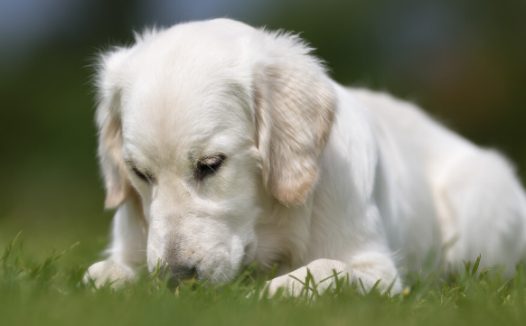 路边捡了一只流浪狗,没想到竟然长了结石,还好我没放弃