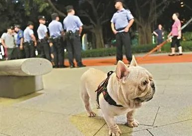 狗狗被养犬管理办公室带走 交警泪汪汪