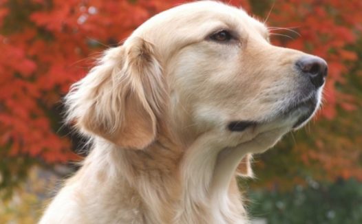 主子躺在金毛狗狗的身上睡过去了，当金毛狗狗走回来，下一秒的姿势太贴心！