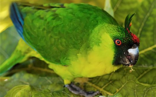 独角鹦鹉身份信息