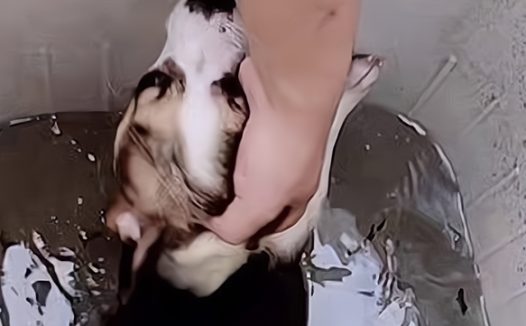 河南一学生用洗衣机虐狗,眼睛嘴巴多处出血,学校和警方介入调查