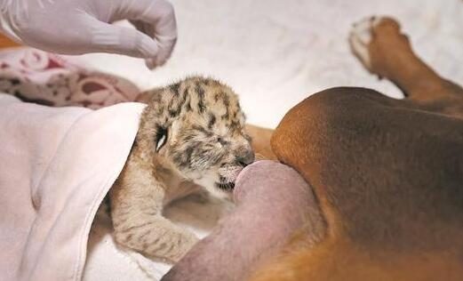 公狮母虎产下小狮虎兽 虎妈无心奶娃 暂由狗妈妈喂奶