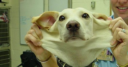 韩国宠物整容盛行引争议 反对者称涉嫌虐狗