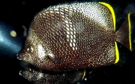 绣蝴蝶鱼身份信息