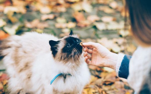 中国养狗比例达60% 养猫比例近40% 聊聊宠物经济发展的痛点与机遇