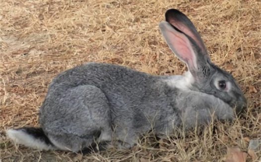 金吉拉兔身份信息