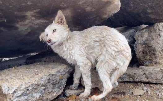歪着头被冻得四肢僵硬,躲在破石板下躲雨的流浪狗,尽管害怕,却没有一丝敌意