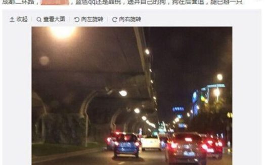 瘸腿小狗“被遗弃”引热议 当事人出面发言