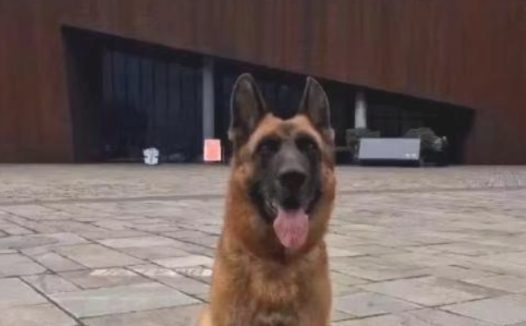 512地震中最终一头搜救犬“沈虎”离逝!曾在废区中解救15人