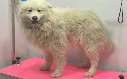 流浪犬走在路上往返徘徊,男孩儿送去宠物用品店后,营业员:捡到宝了