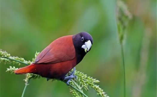 栗腹文鸟身份信息