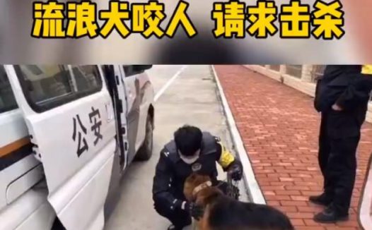 市民请求击杀“咬人”流浪狗，网友却大呼：快收编它吧！