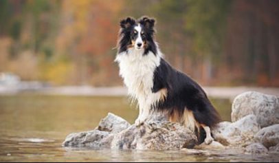 宠物在撩妹中的重要性 | 要泡妞先养狗,论养狗对搞对象的重要性!