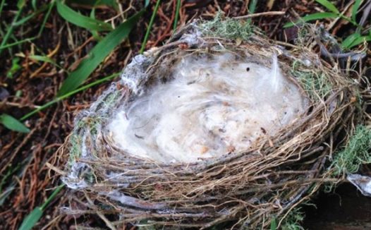 鸟儿为筑巢，在同一只狗身上连续拔毛一星期，狗：没事我发量多