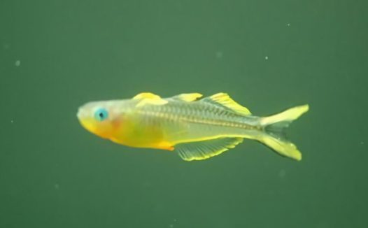 霓虹燕子身份信息