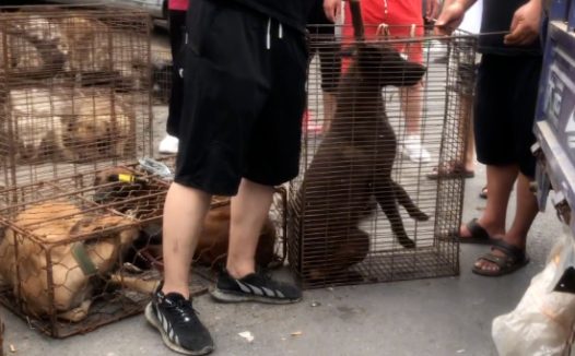 1900块，狗主看着自己的数只狗狗被夹进狗肉笼，狗主：我都不可惜这些狗