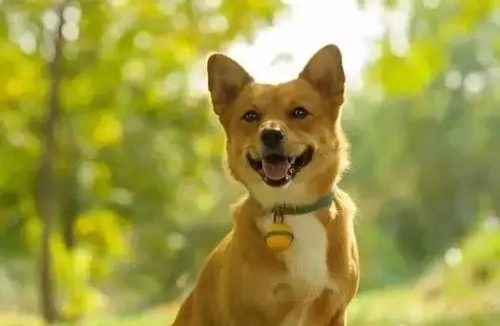 于都县发布养犬管理通告！中心城区的饲养人不得饲养烈性犬、大型犬