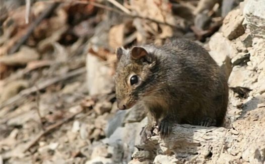 岩松鼠身份信息