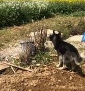 狗窝被占，二哈蹲在一旁讲道理，10秒后：我让给你吧