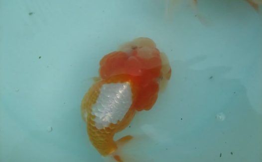 红虎头金鱼身份信息