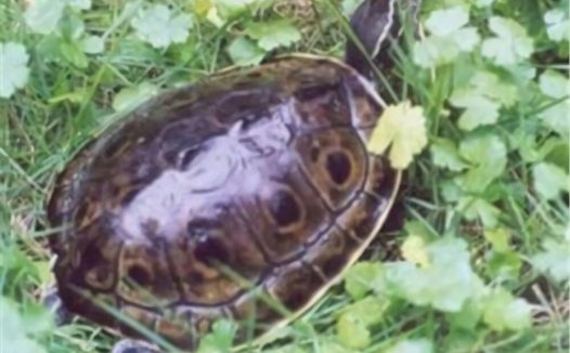 缅甸孔雀龟身份信息