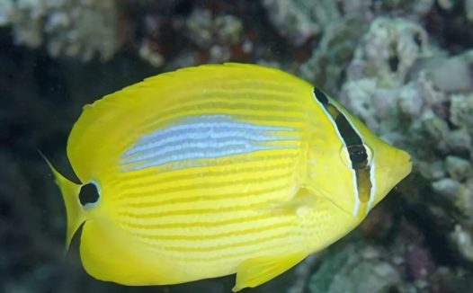 四棘蝴蝶鱼身份信息