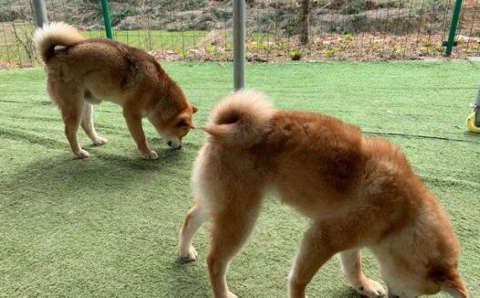 国庆出游特别注意家犬饮食搭配个人行为,马路边野香菇并不宜狗类服用