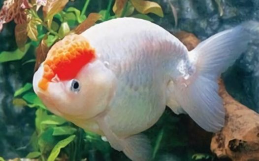 元宝红身份信息