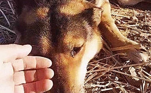 老狗被主人拴了10年，在它临死前才被放生，随后举动让人泪流满面