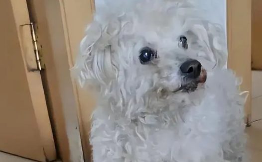 发现5年前被偷走的狗又出现在门口！狗走丢了，为何自己回家？