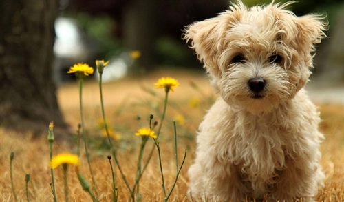 厦门一老人,被狗撞到26天后身亡,家属起诉狗主人索赔44万元