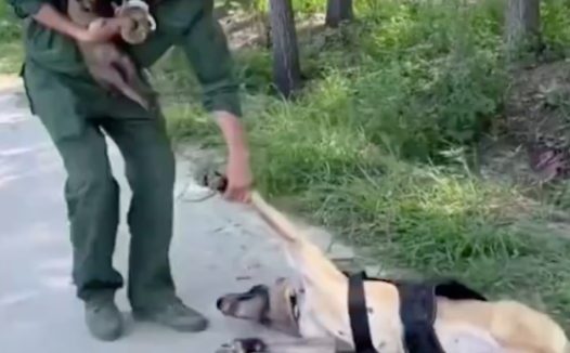 警犬看到主人怀里抱着小狗，竟然撒娇耍赖躺在地上，要背着才行