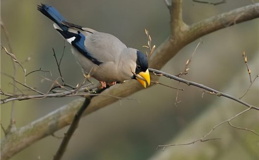 蜡嘴雀身份信息