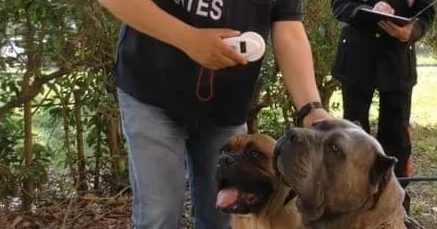 为了卖价剪短幼犬耳朵尾巴！意大利抓获一大型犬类走私团伙