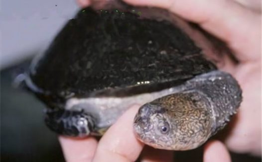 巴西放射刺颈龟身份信息