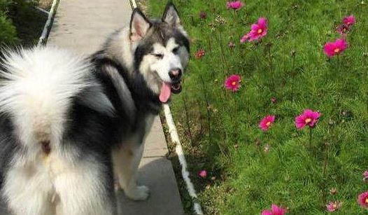 主人出差前将狗狗交给宠物医院，回来再见时，已是阴阳两隔！