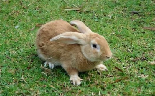 福建黄兔身份信息