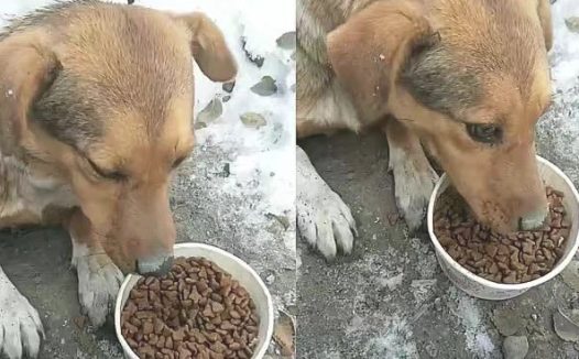 藏在雪天里的流浪狗母亲宁可自己饿着,都不离开宝宝一步,真伟大