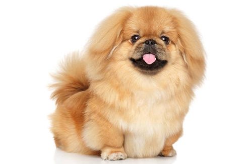 文明养犬，深圳人在行动：办狗证、注射芯片、领养替代购买……