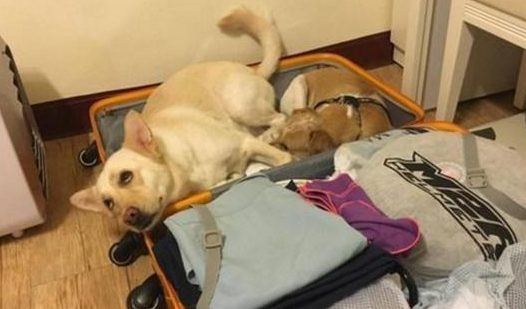 小伙因工作出差,二只小狗赖在旅行箱不动,憨态令人啼笑皆非